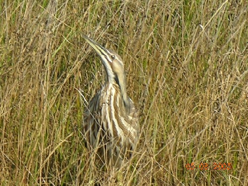 american bittern 111 (95K)